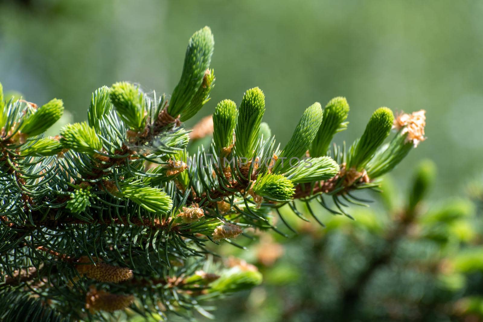 Spruce branch with young needles and a young spruce cone