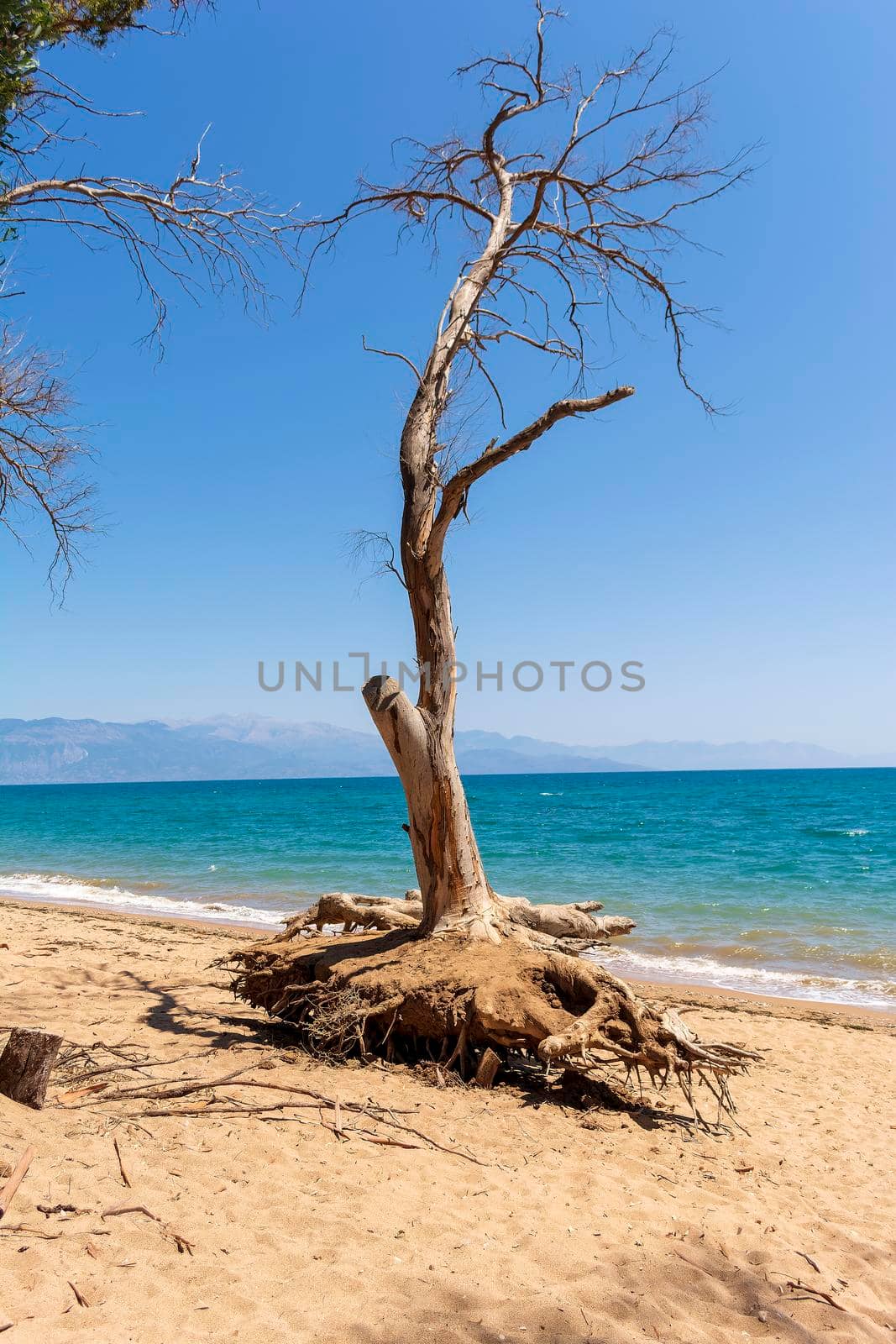 A dried tree at the Velika beach at Messinia by ankarb