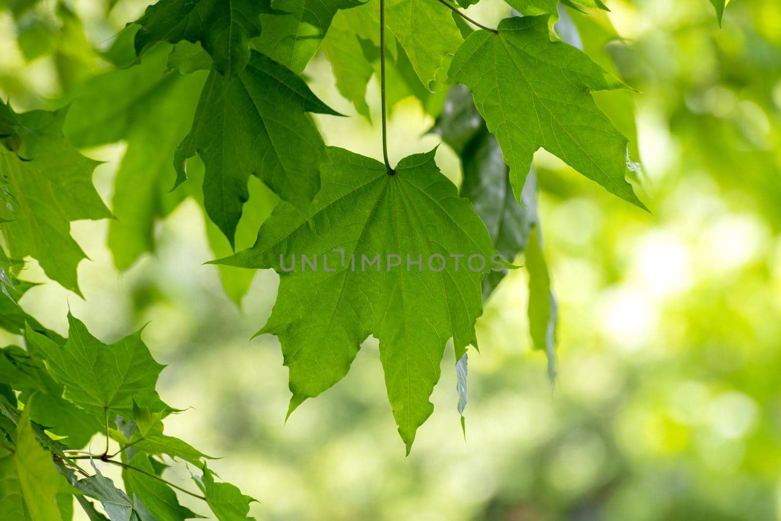 Young maple leaves in a spring