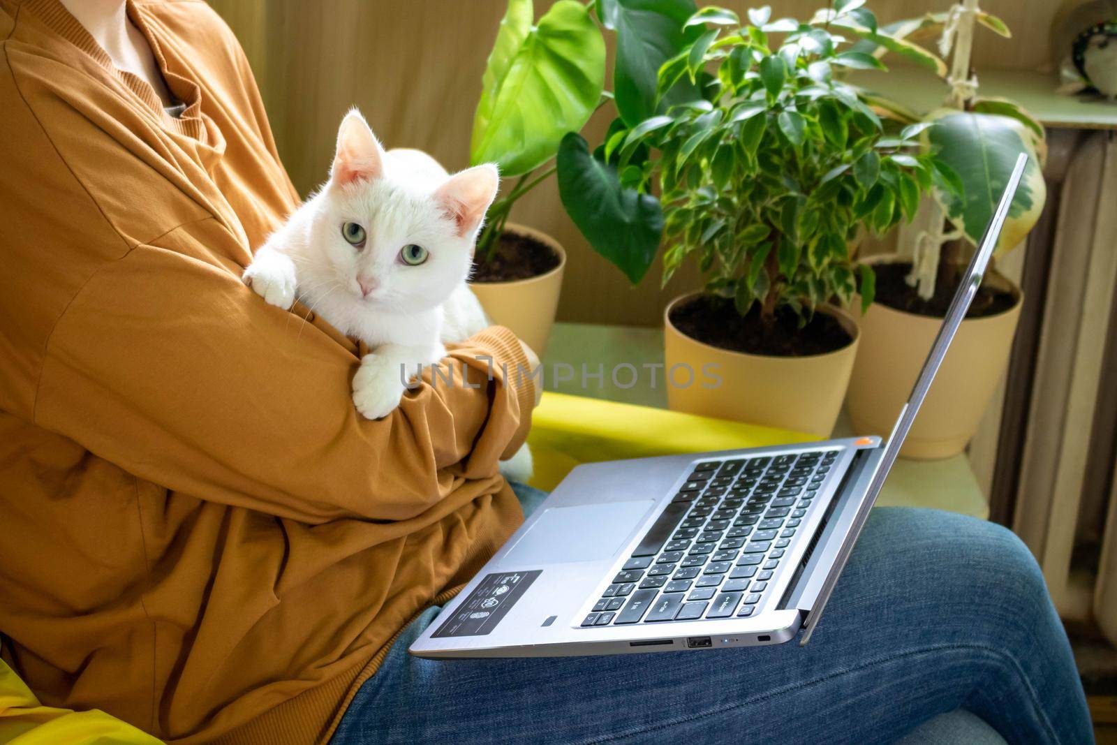 The white cat is calmly sleeping in the arms of the hostess,in front of the laptop.The concept of working at home.