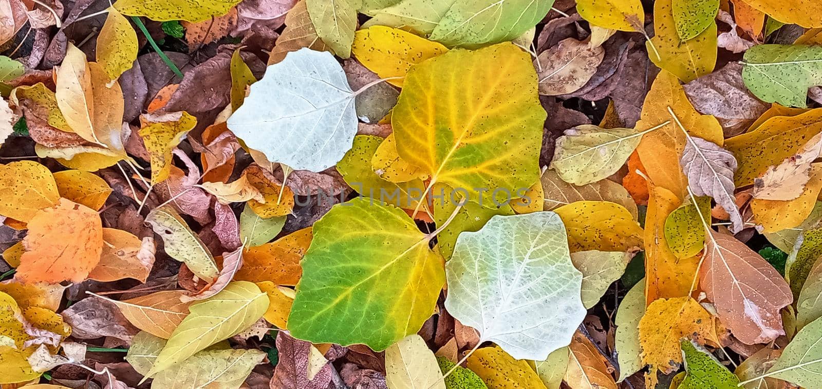 Autumn beauty of nature. Autumn background with multicolored leaves. Fallen leaves of Goldenrain Tree. by Rina_Dozornaya