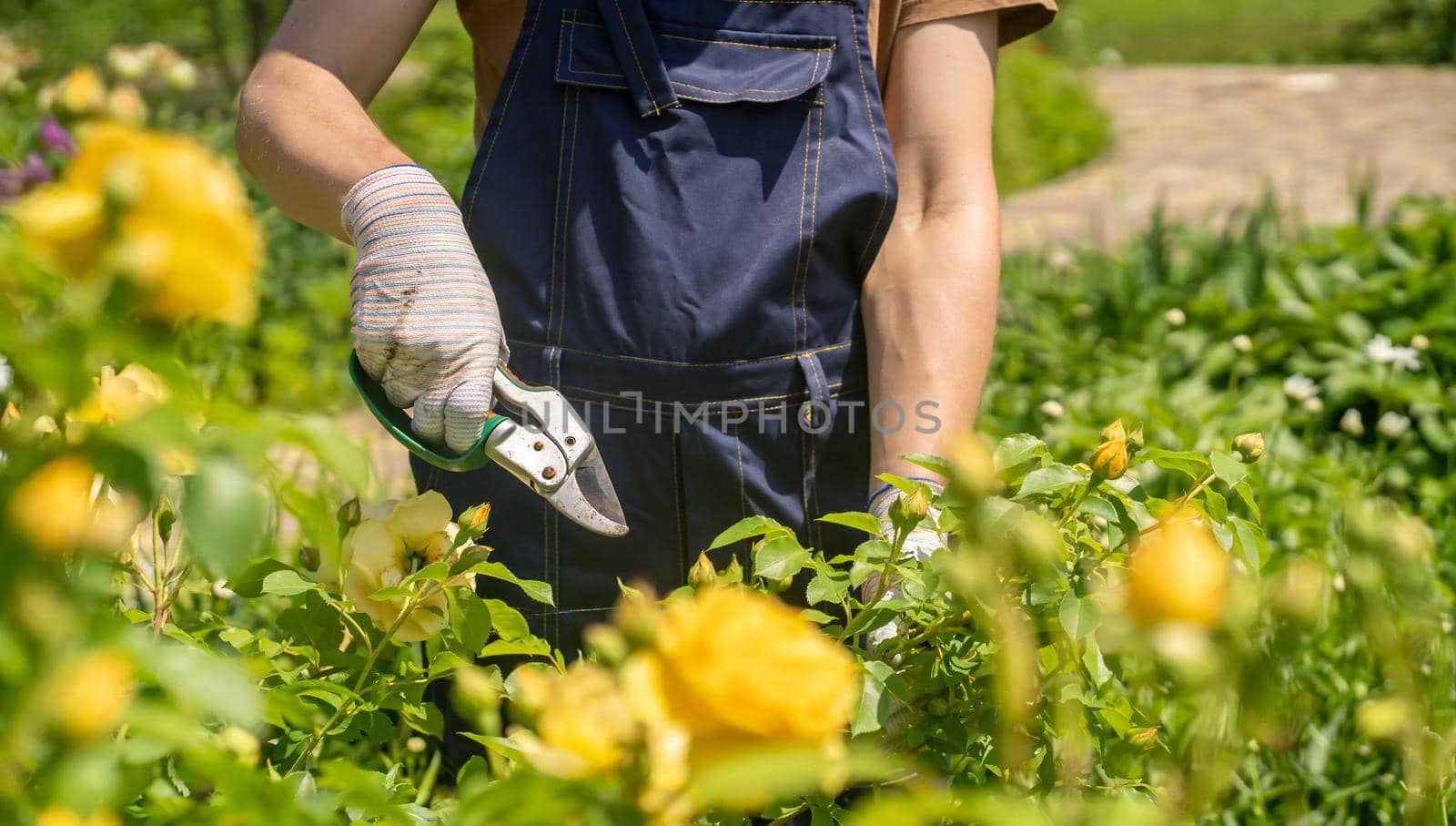 A young man with hands in gloves is trimming bushes of roses in his garden with a secateur. A professional gardener is cutting roses with a garden pruner.