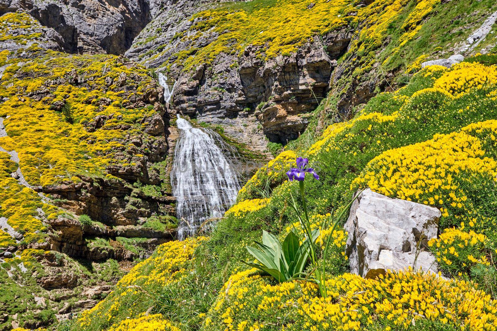 The Cola de Caballo waterfall in the beautiful Ordesa Valley with flowering yellow gorse