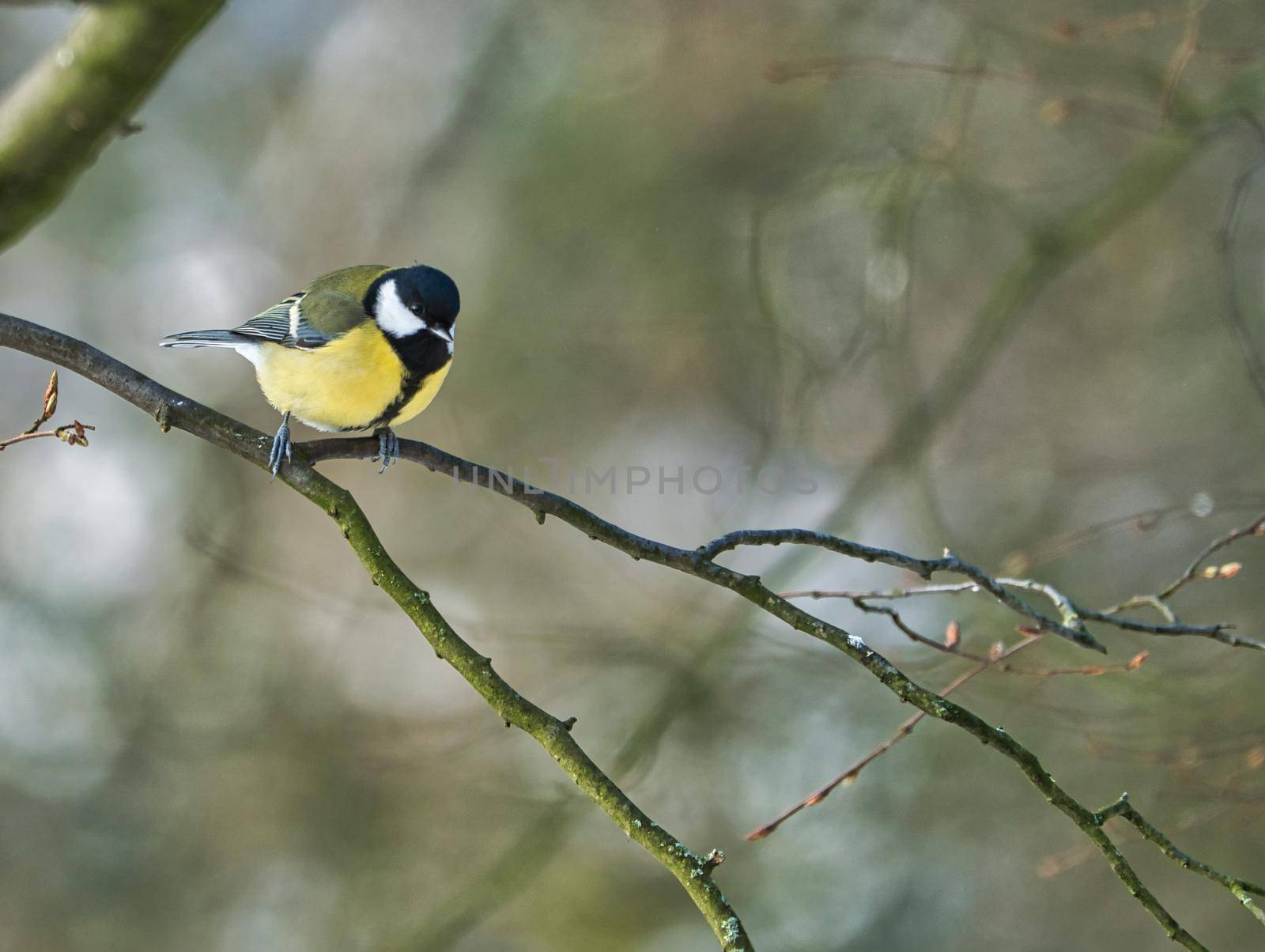 one greathungry great tit in the winter tit on a tree at a cold and sunny winter day