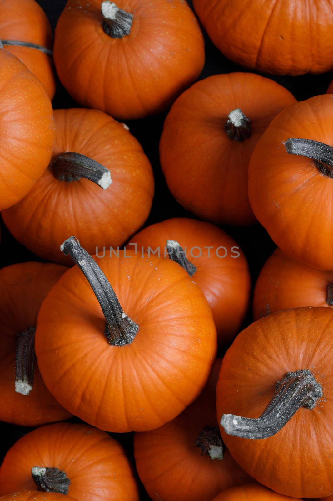 Many orange pumpkins background on the autumn market top view