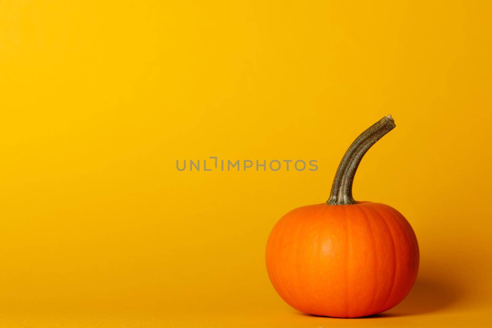 One pumpkin on orange background by Yellowj