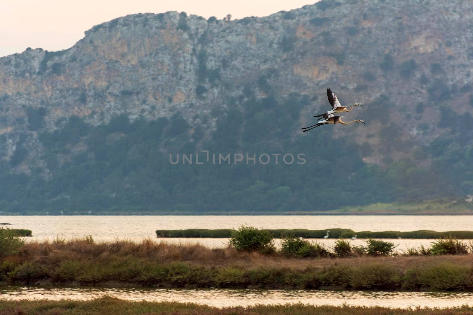 Wildlife scenery view with beautiful flamingos flying at sunset in gialova lagoon, Greece by ankarb