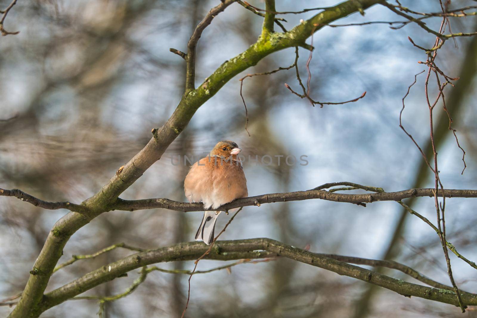 one cold chaffinch on a tree at a sunny and frosty winter day