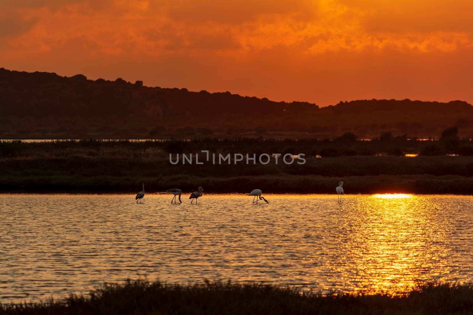 Wildlife scenery view with beautiful flamingos wandering at sunset in gialova lagoon, Messinia, Greece.
