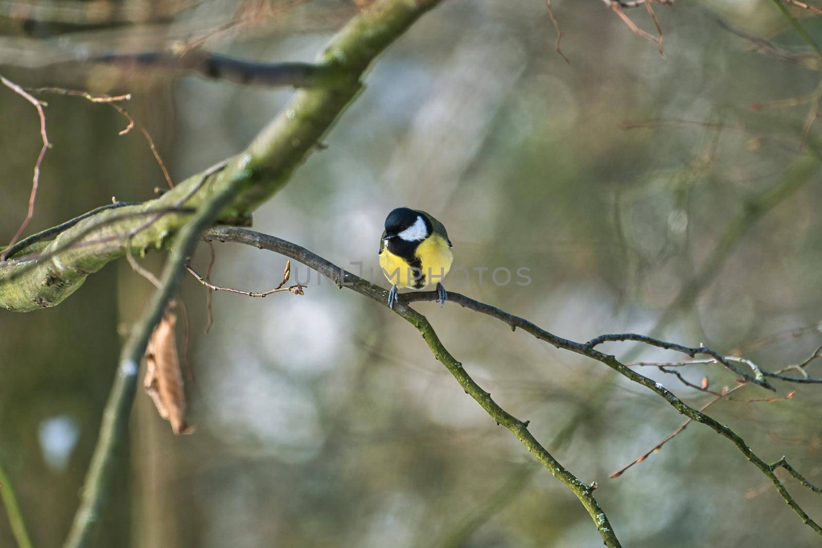 great tit on winter tree by Bullysoft