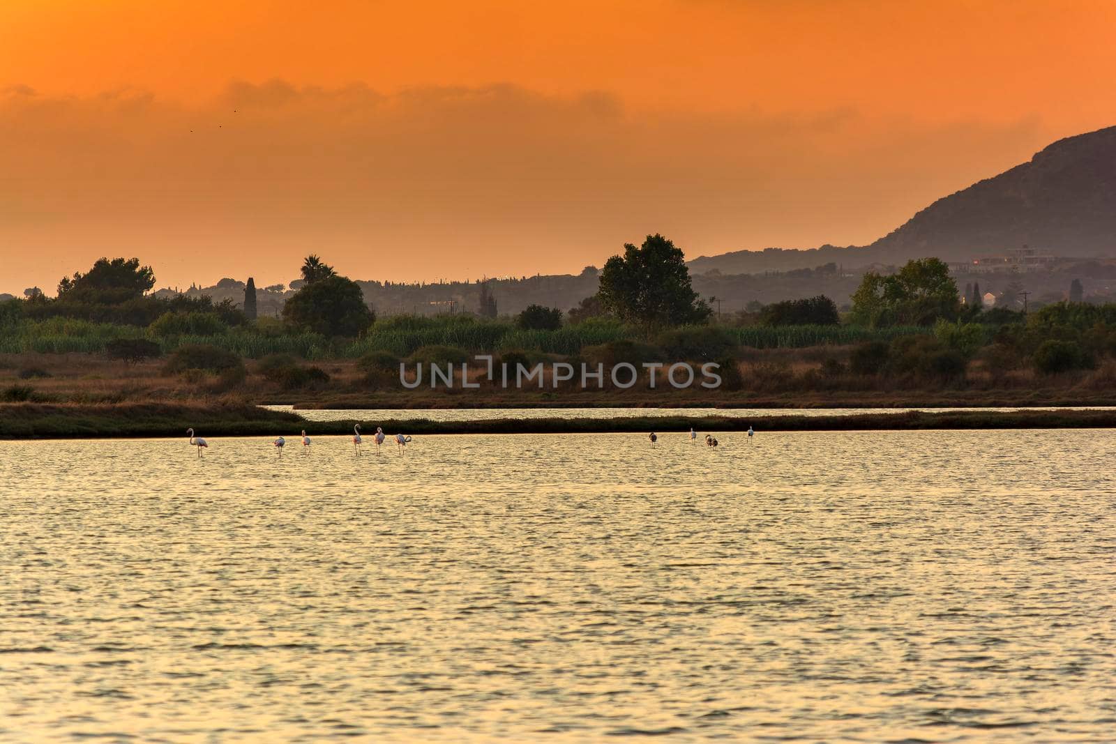 Wildlife scenery view with beautiful flamingos wandering at sunset in gialova lagoon, Greece by ankarb