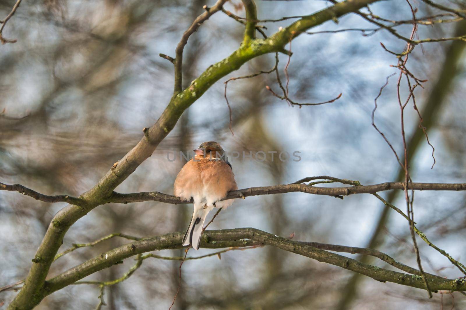 single chaffinch on a tree in the winter by Bullysoft