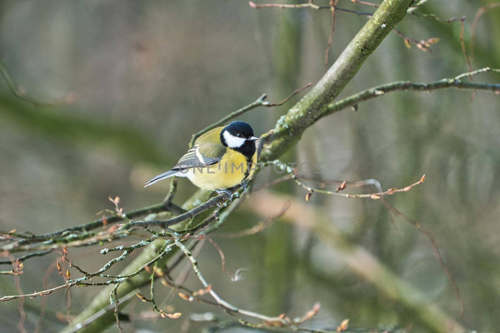 one greathungry great tit in the winter tit on a tree at a cold and sunny winter day