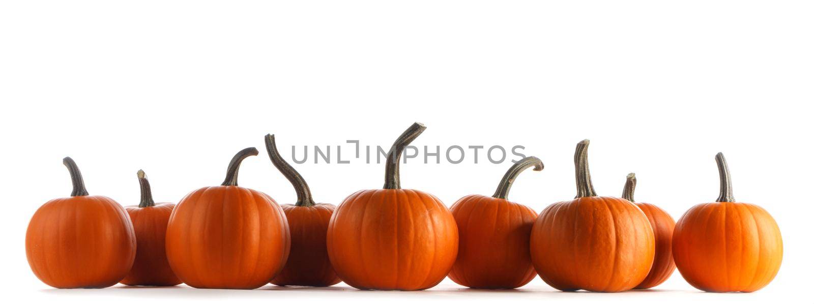 Autumn border of pumpkins in a row isolated on white background