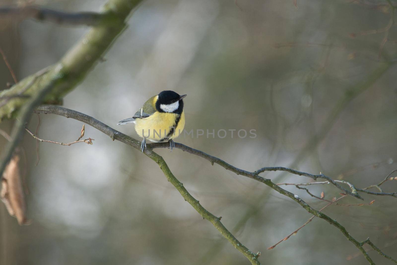 great tit on winter tree by Bullysoft