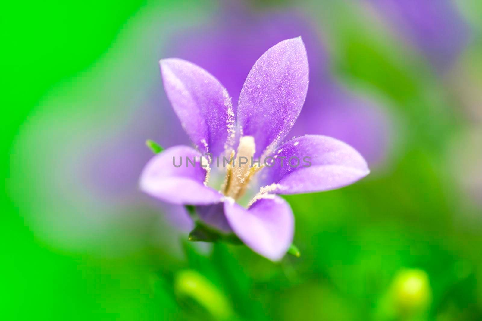 Close-up of some bluebell pollen an a petal