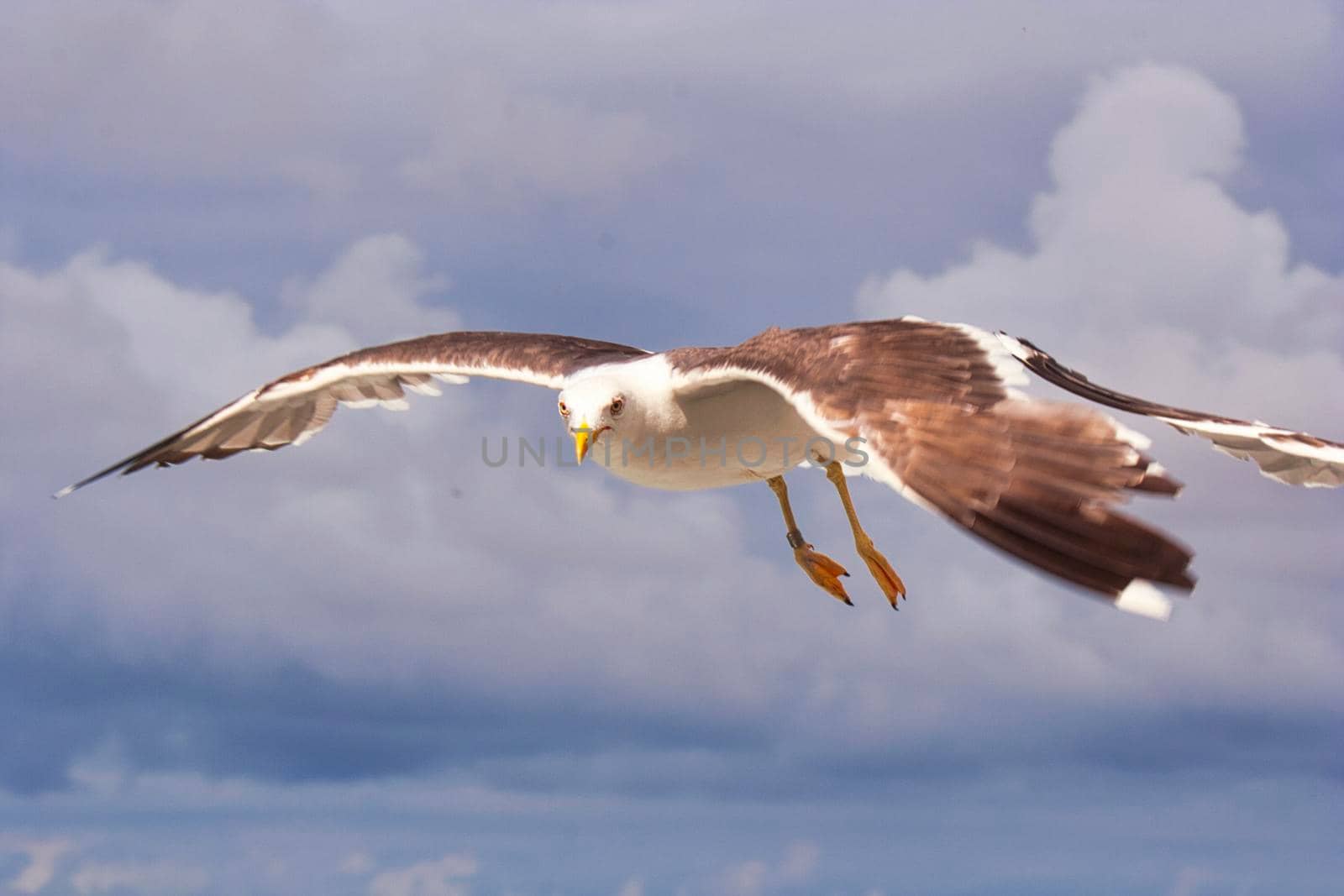 Island of Texel - Netherlands - gull in the air with dark clouds - no people