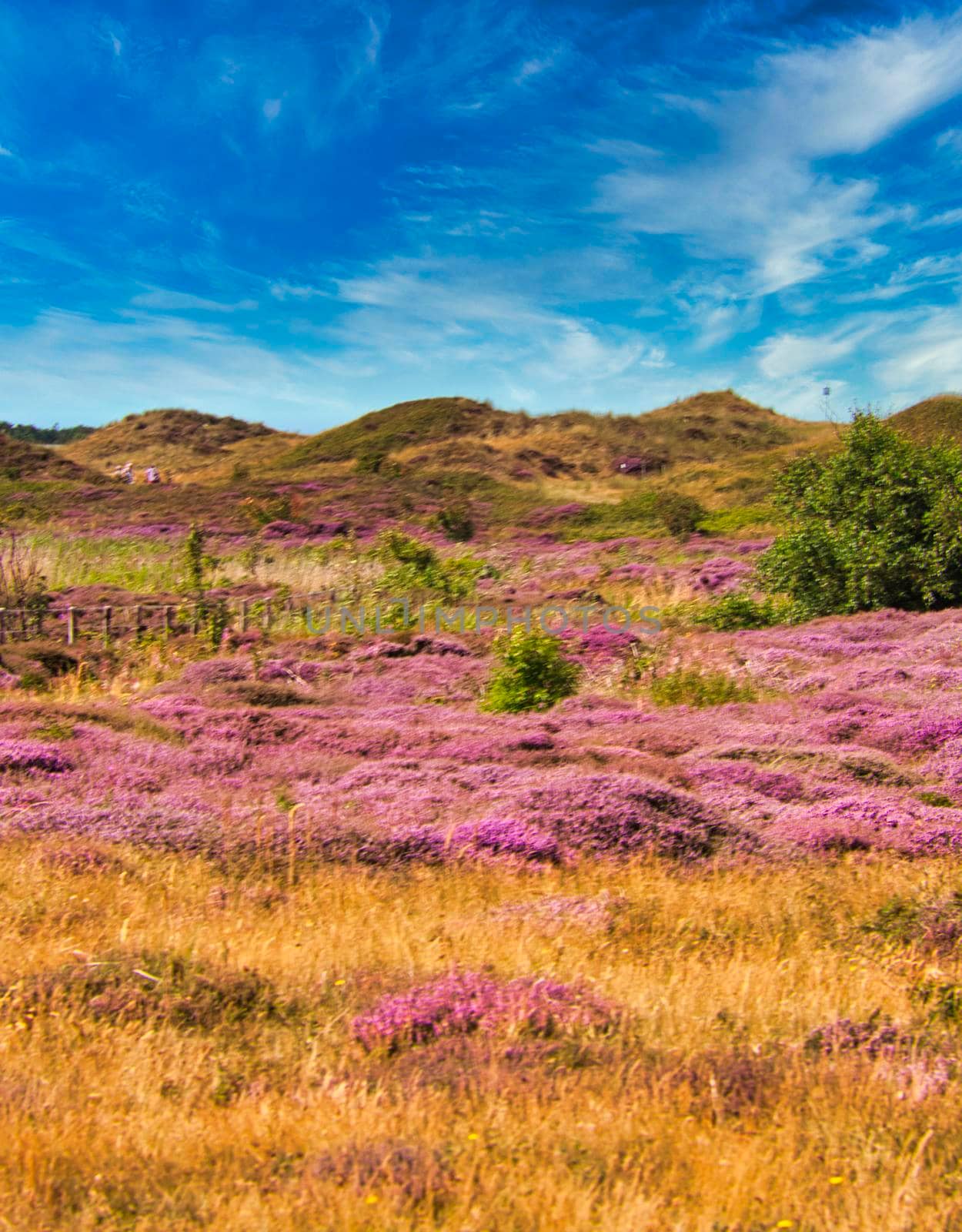 Island of Texel - Netherlands - wonderfull plants in pink at the dune - no people