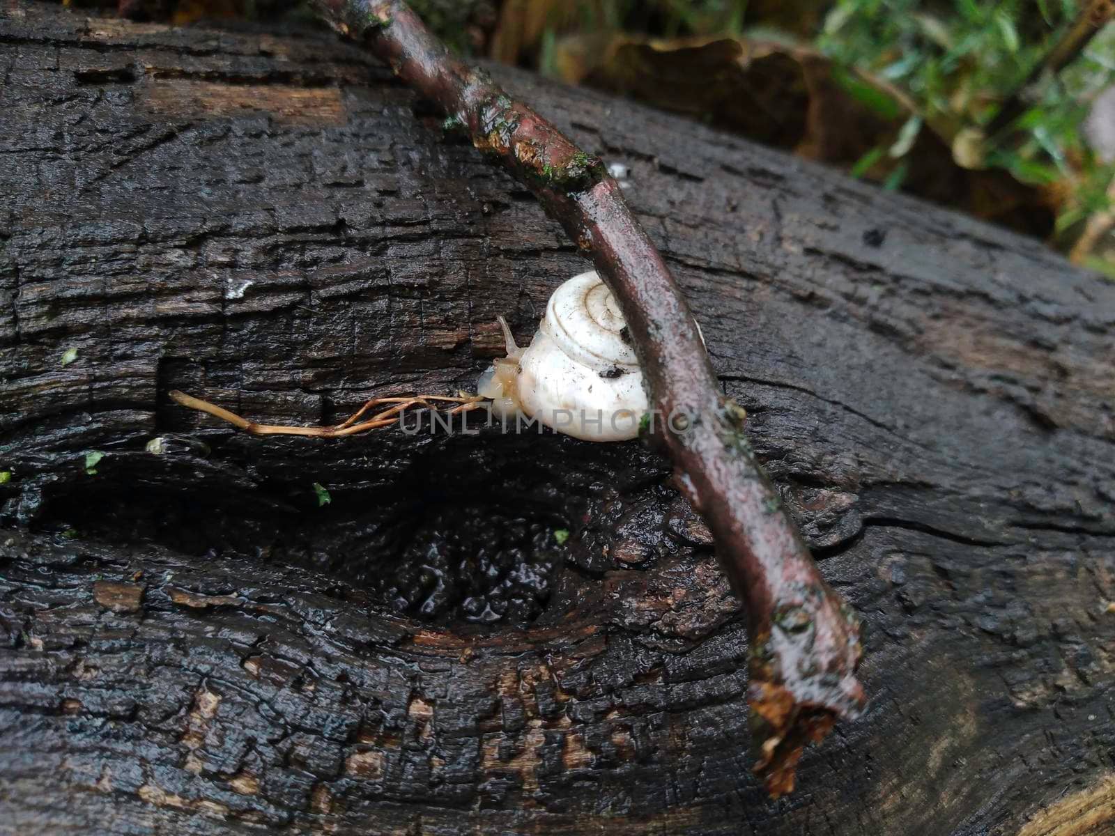 Shot of a white Grape snail Helix pomatia crawling on the tree trunk by milastokerpro