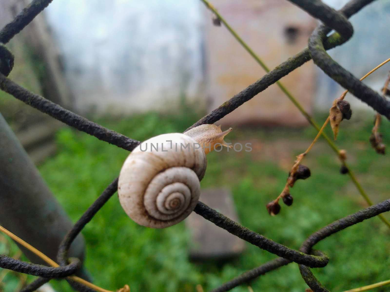 Shot of a white Grape snail Helix pomatia crawling on the tree trunk by milastokerpro