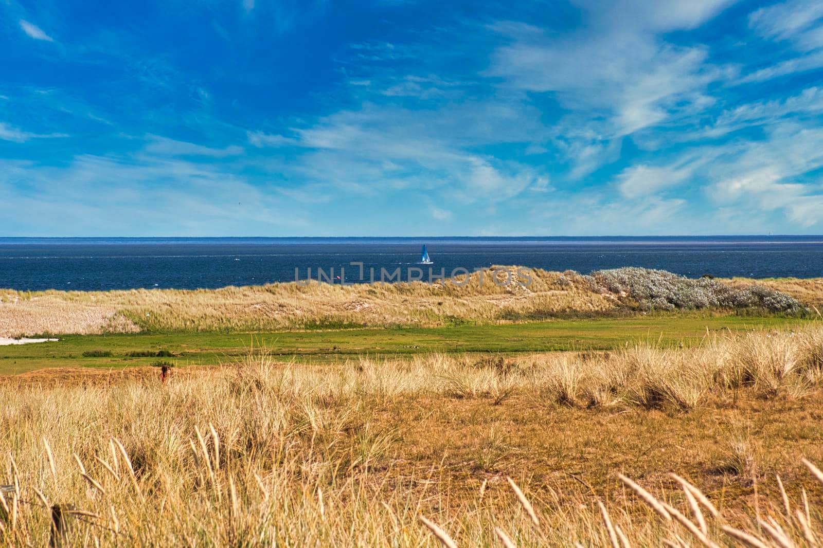 Texel Island - north sea beach with flowers and grass by Bullysoft