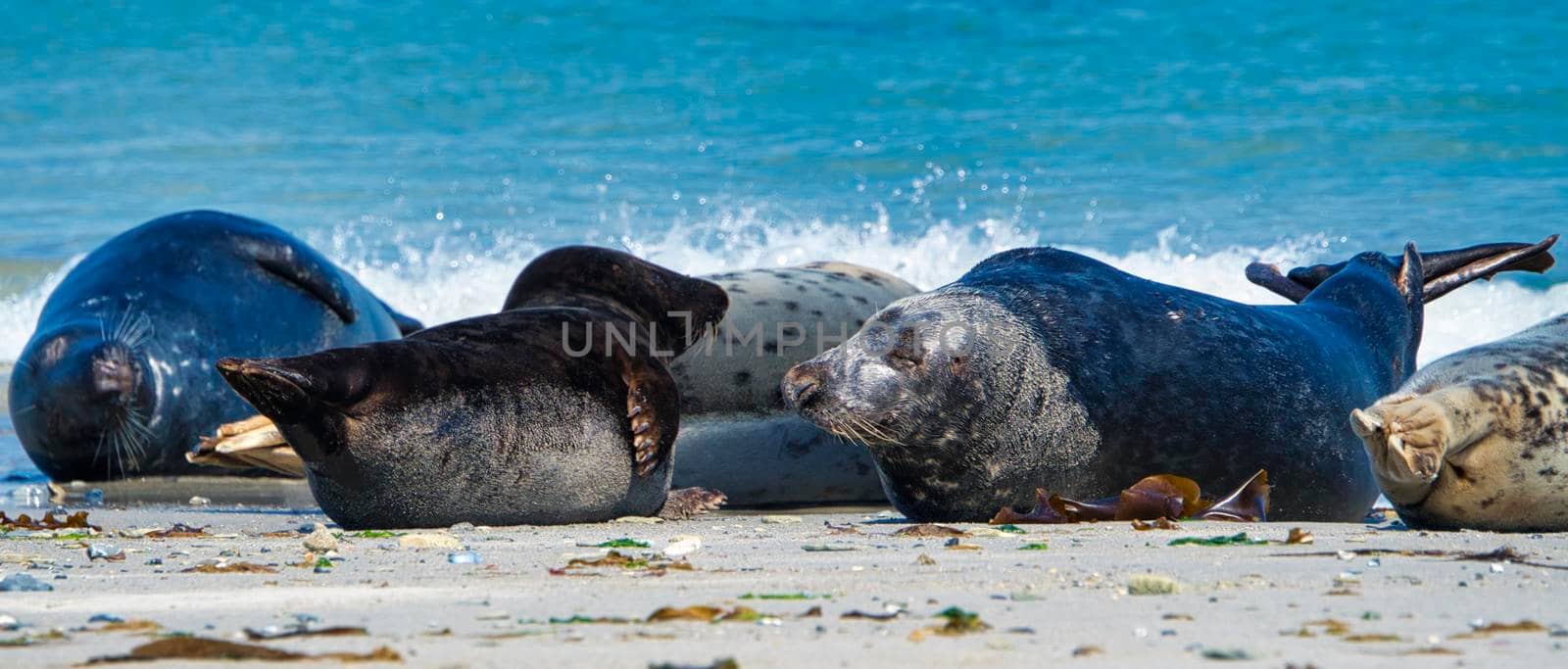 Grey seal on the beach of Heligoland - island Dune by Bullysoft