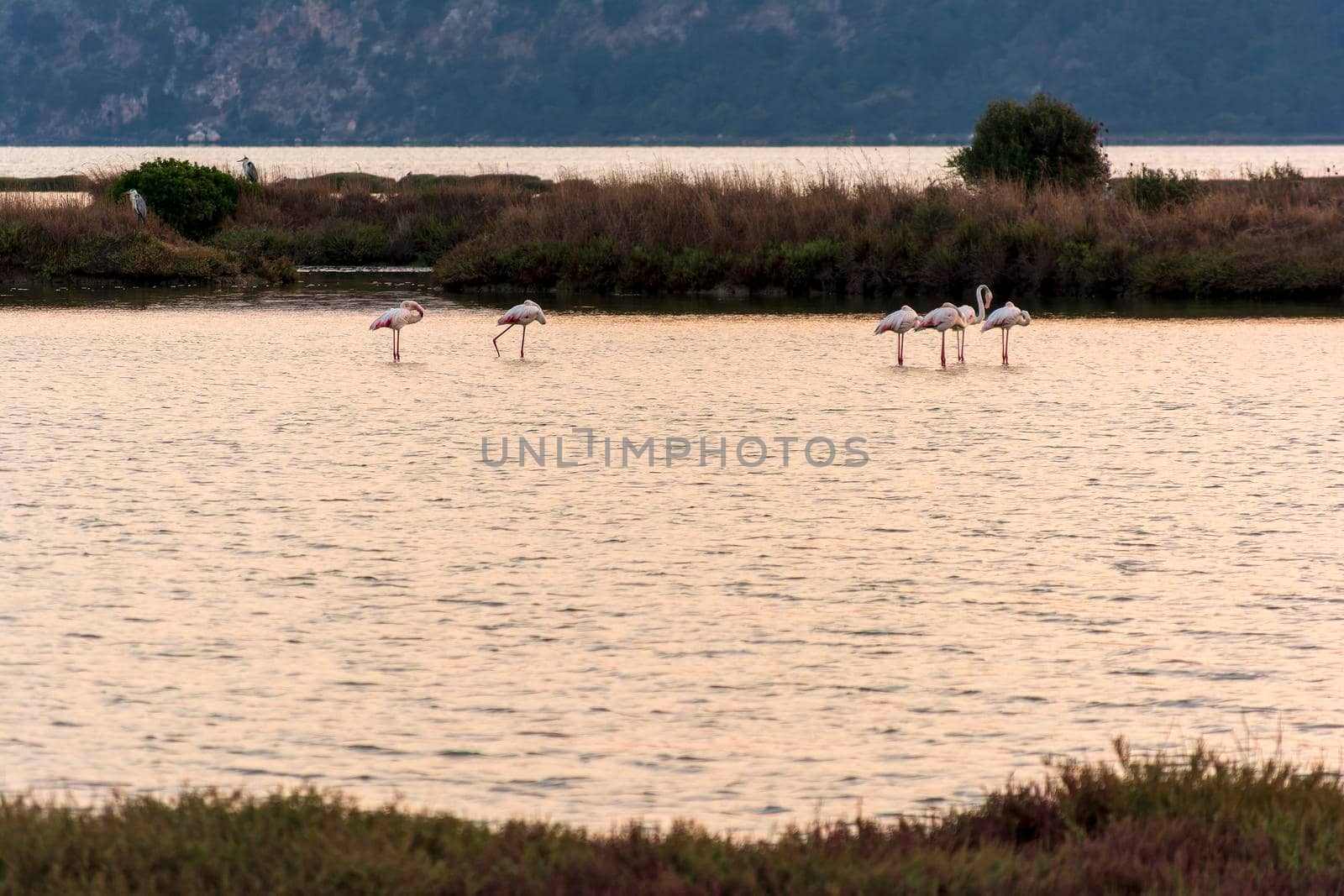 Wildlife scenery view with beautiful flamingos wandering at sunset in gialova lagoon, Messinia, Greece.