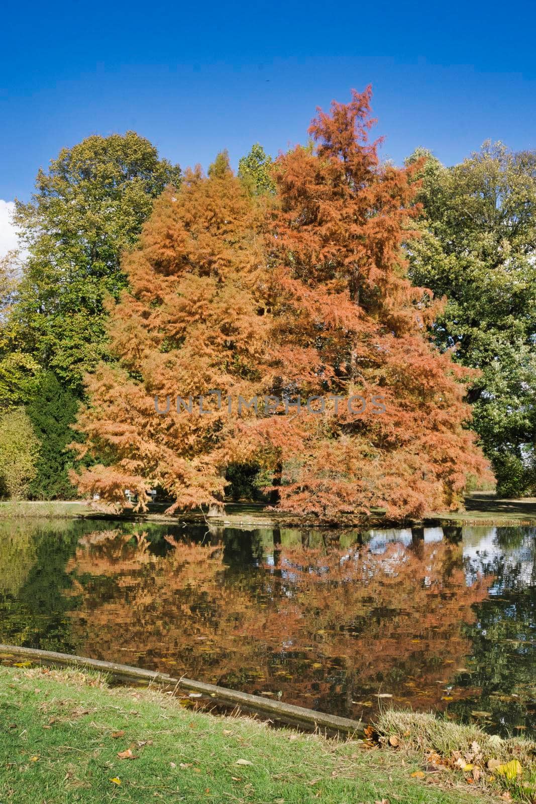 a brown golden tree in the indian summer with blue sky