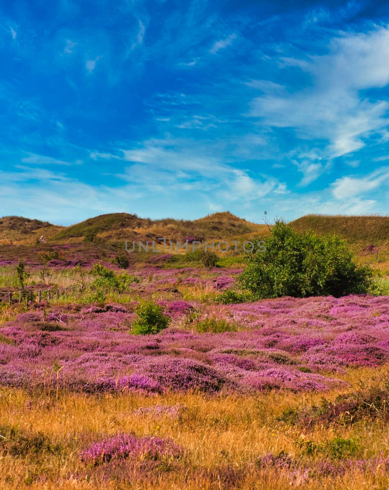 Texel Island - plants at the dune with blue sky and clouds by Bullysoft