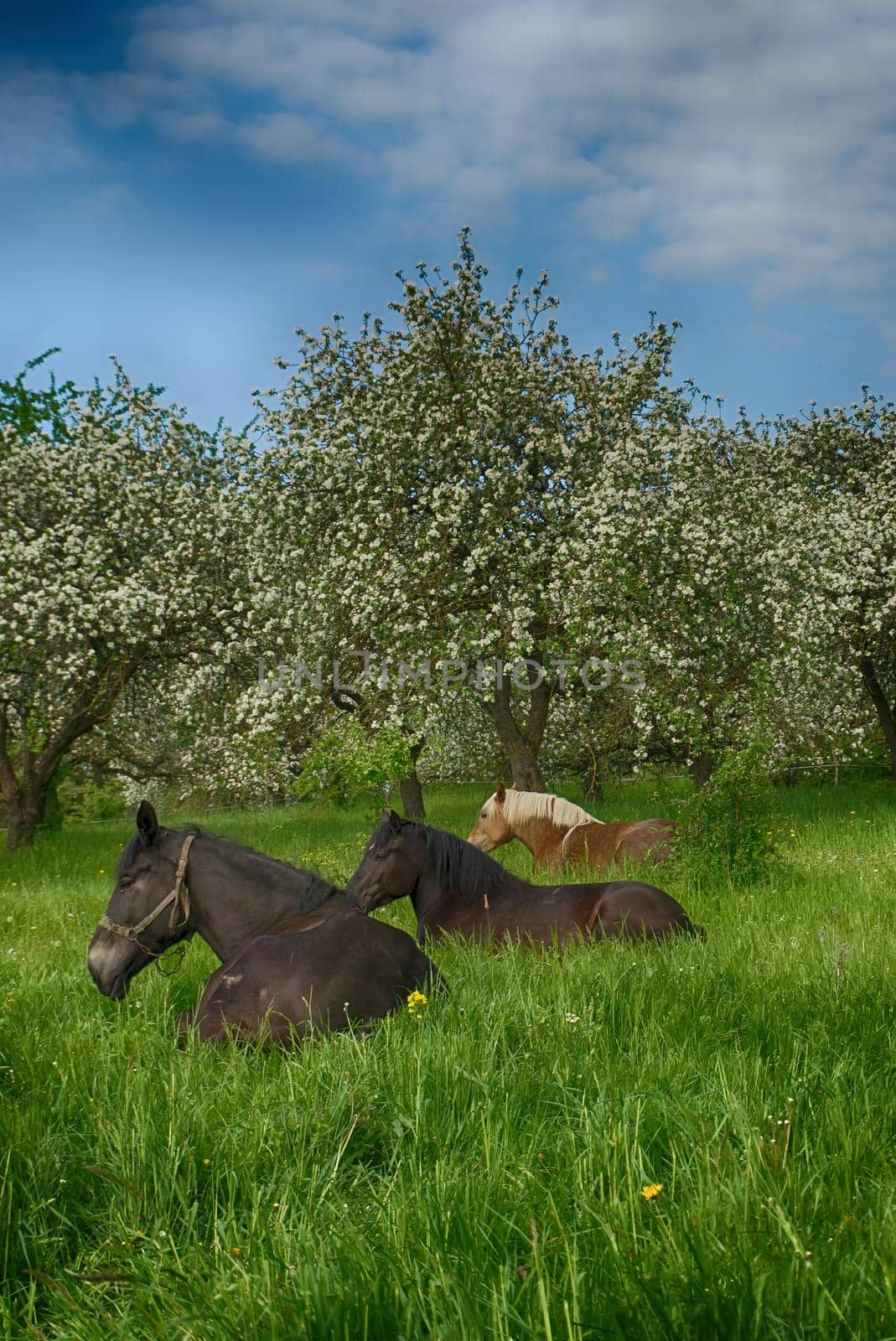 Horses resting in lush green grass in spring in a farm orchard by NetPix
