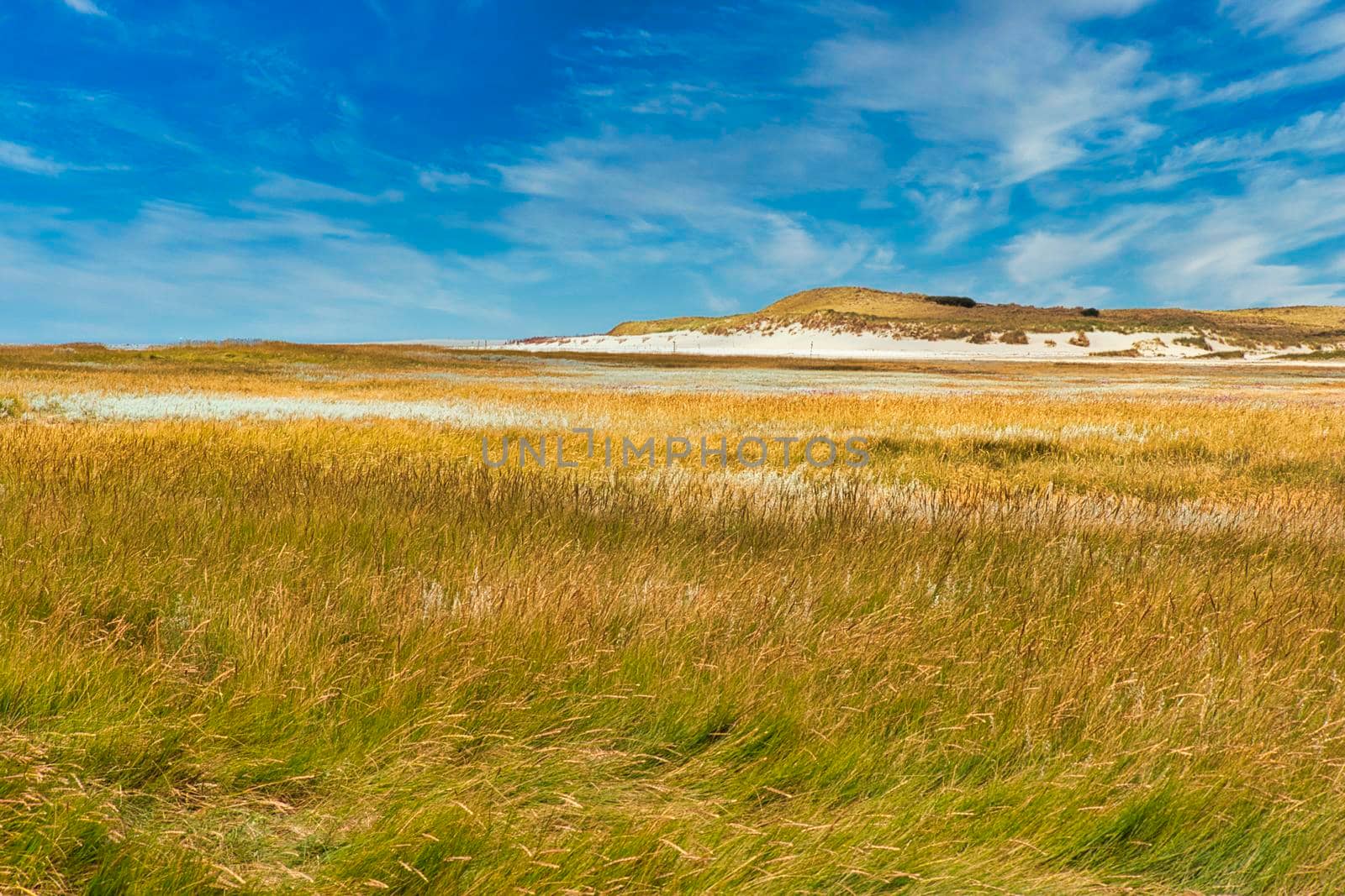 Texel Island - plants at the dune with blue sky and clouds by Bullysoft