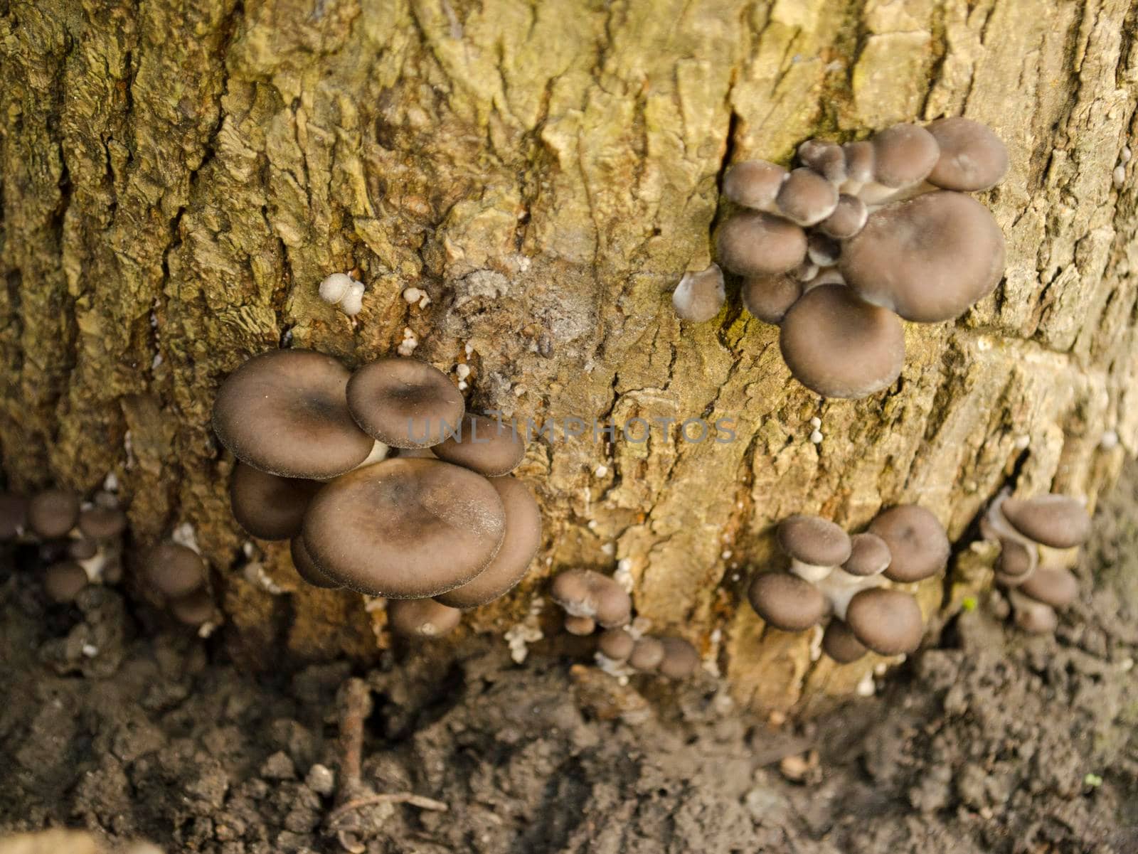 oyster mushrooms grew on the tree by koksikoks