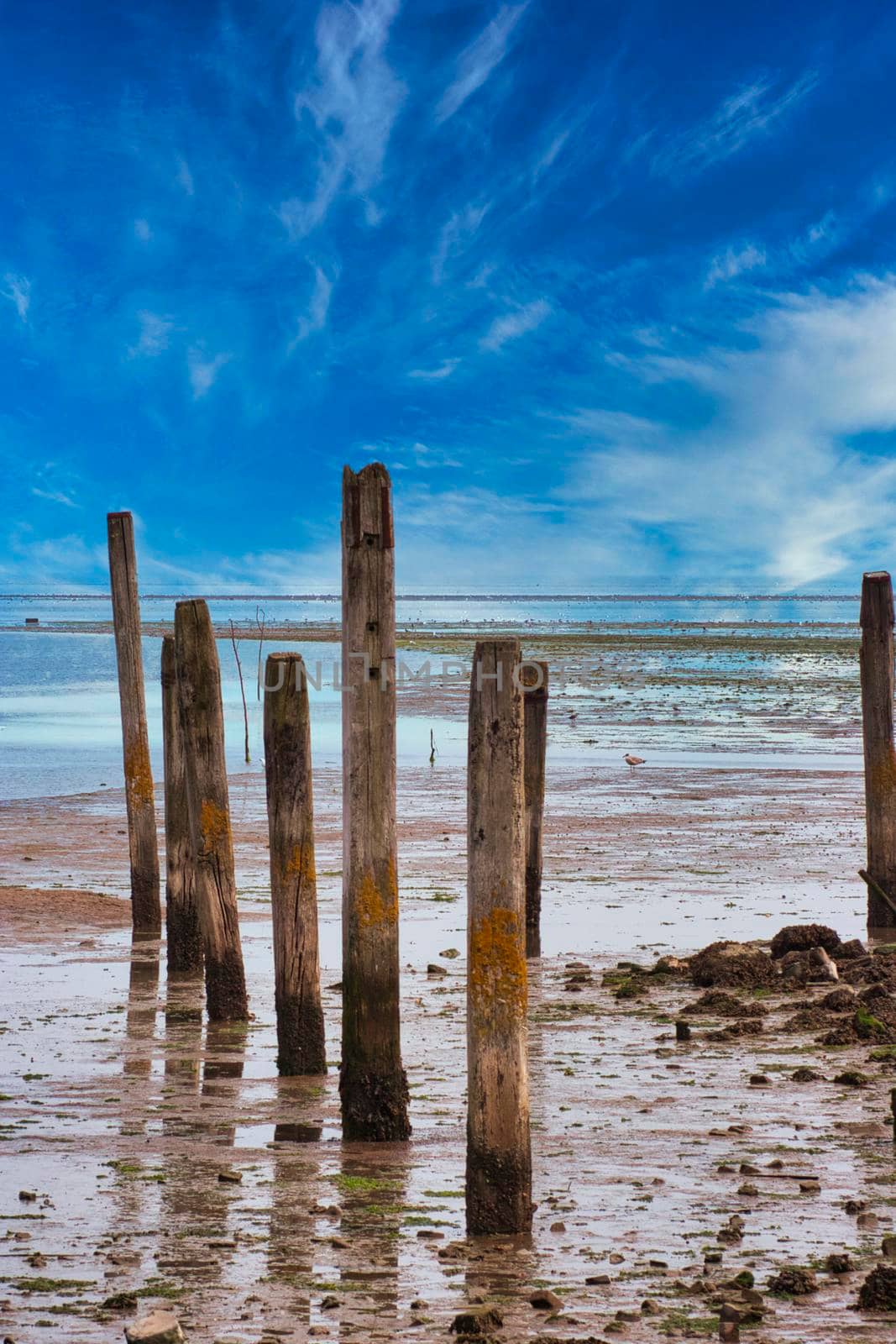 Island of Texel - Netherlands - Northsea wadden with no water - blue sky with cloud - no people