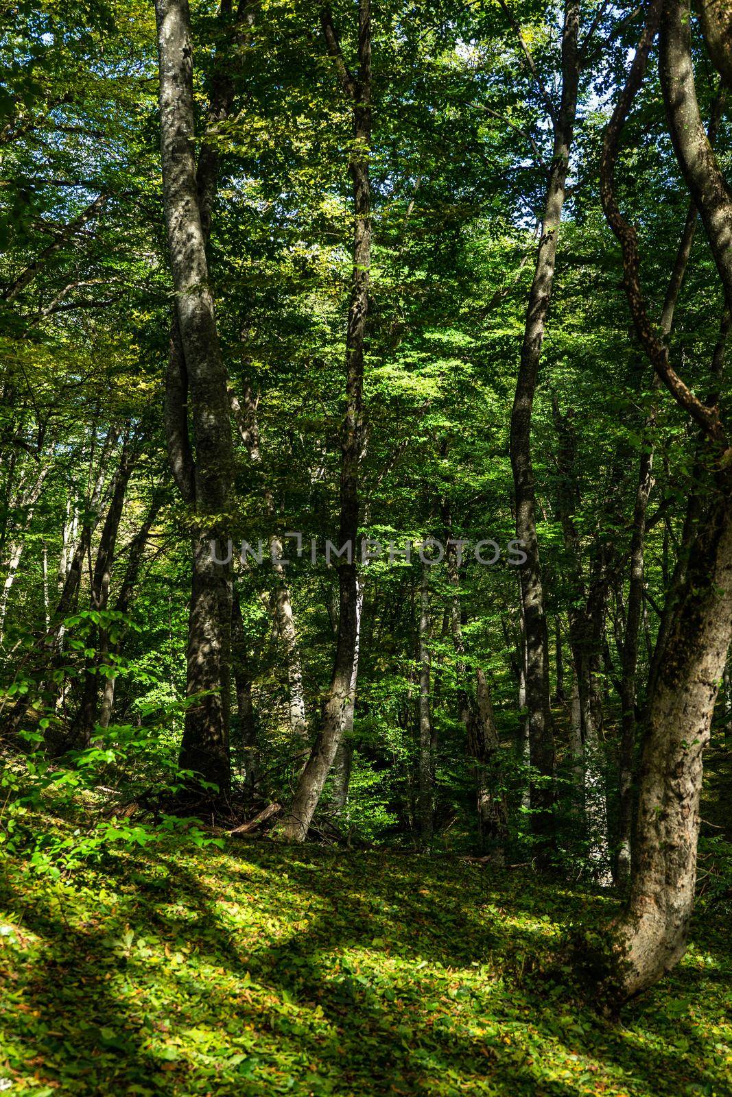 Rural forest on Gombori Pass by Elet