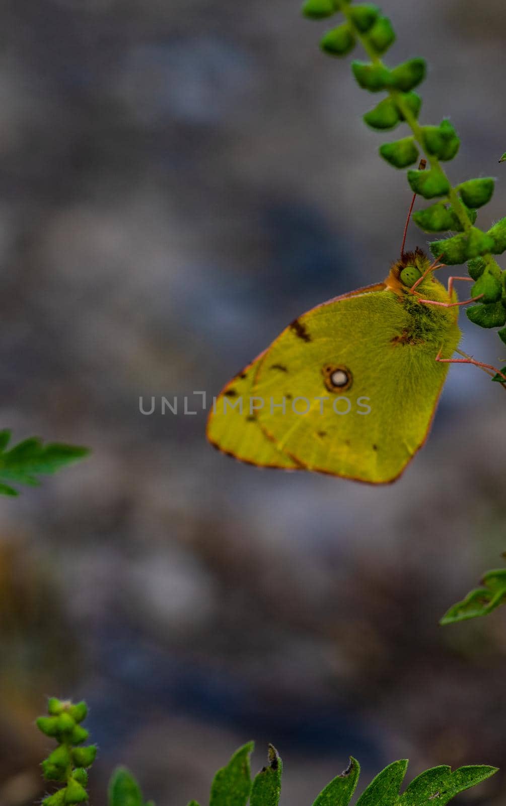 Yellow lemon butterfly on the green plant