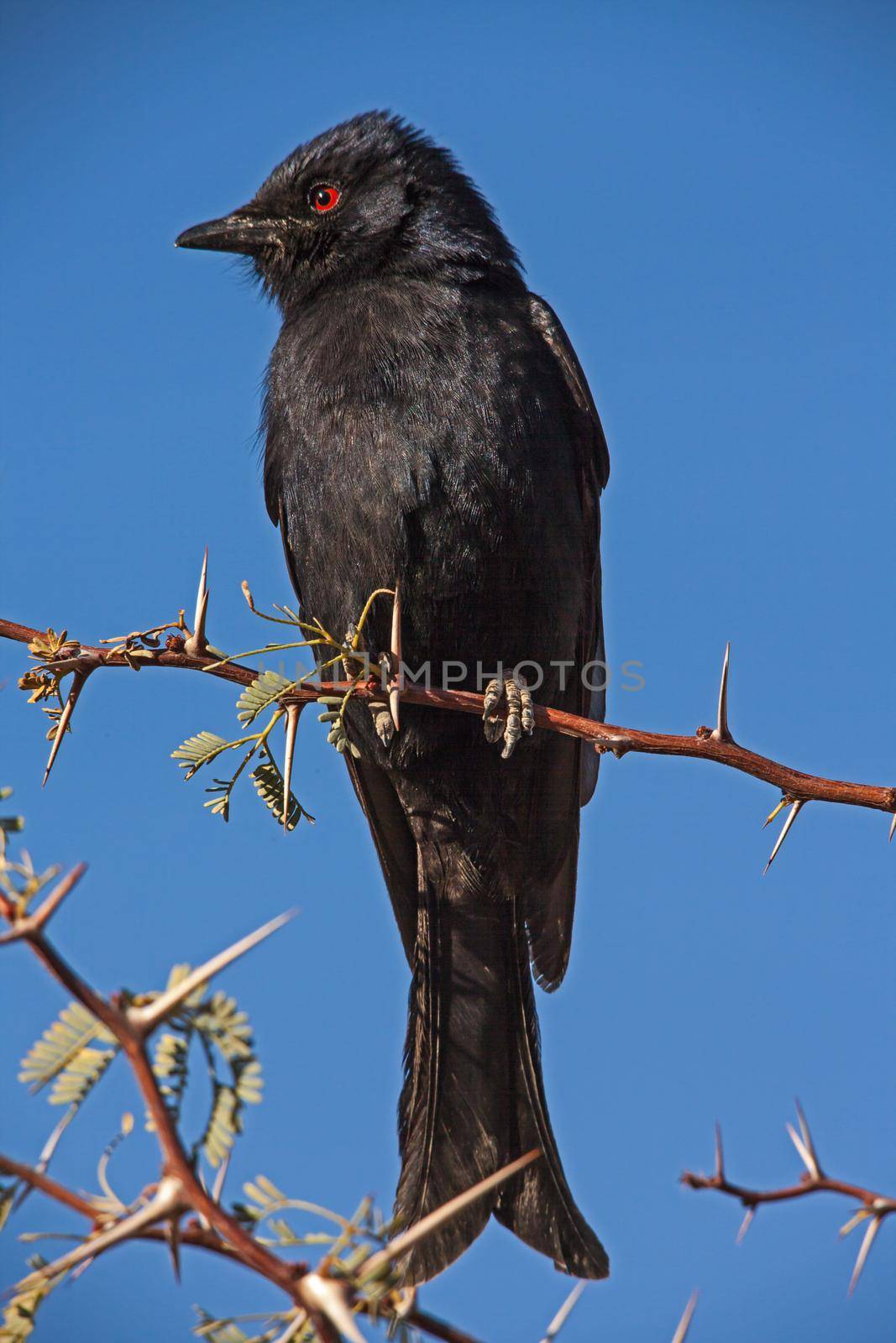 Fork-tailed Drongo Dicrurus adsimilis 4853 by kobus_peche