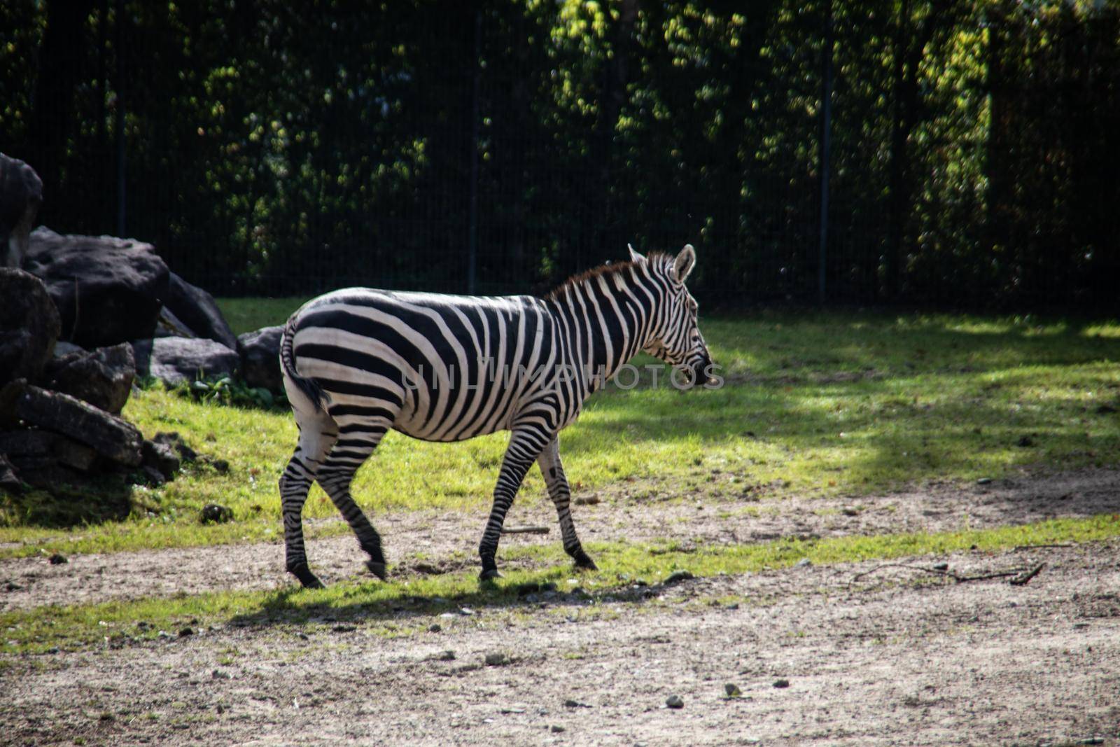 Zebra is in the park looking for food