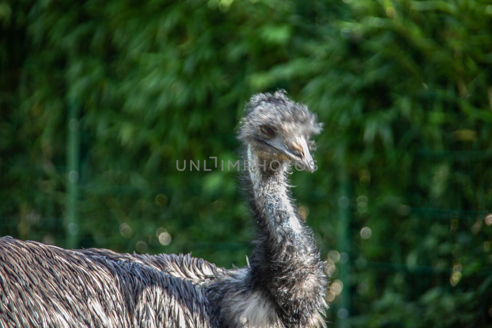 Nandu with long neck in pasture