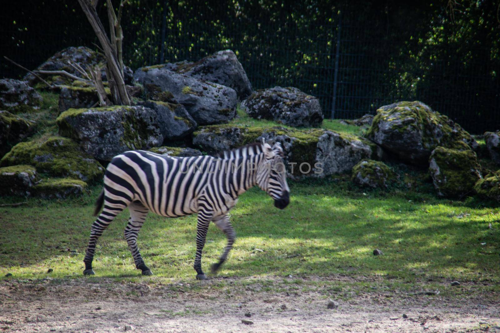 Zebra is in the park looking for food