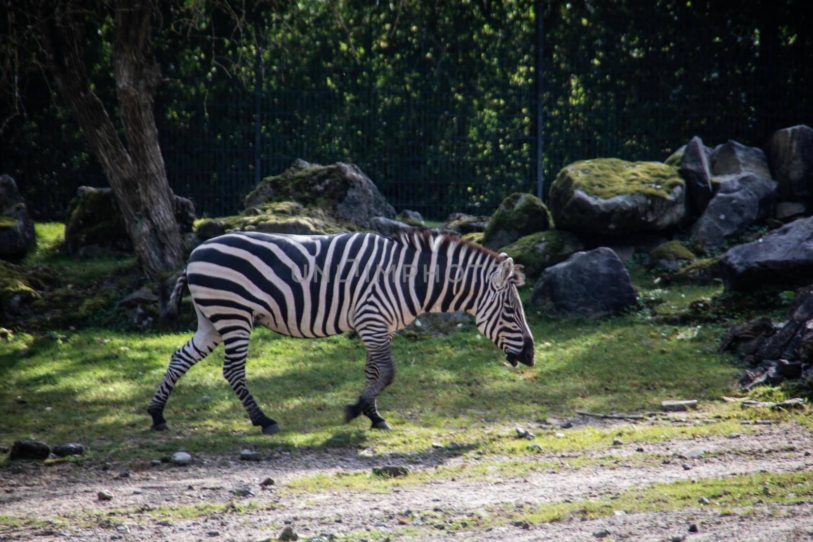 Zebra is in the park by Dr-Lange