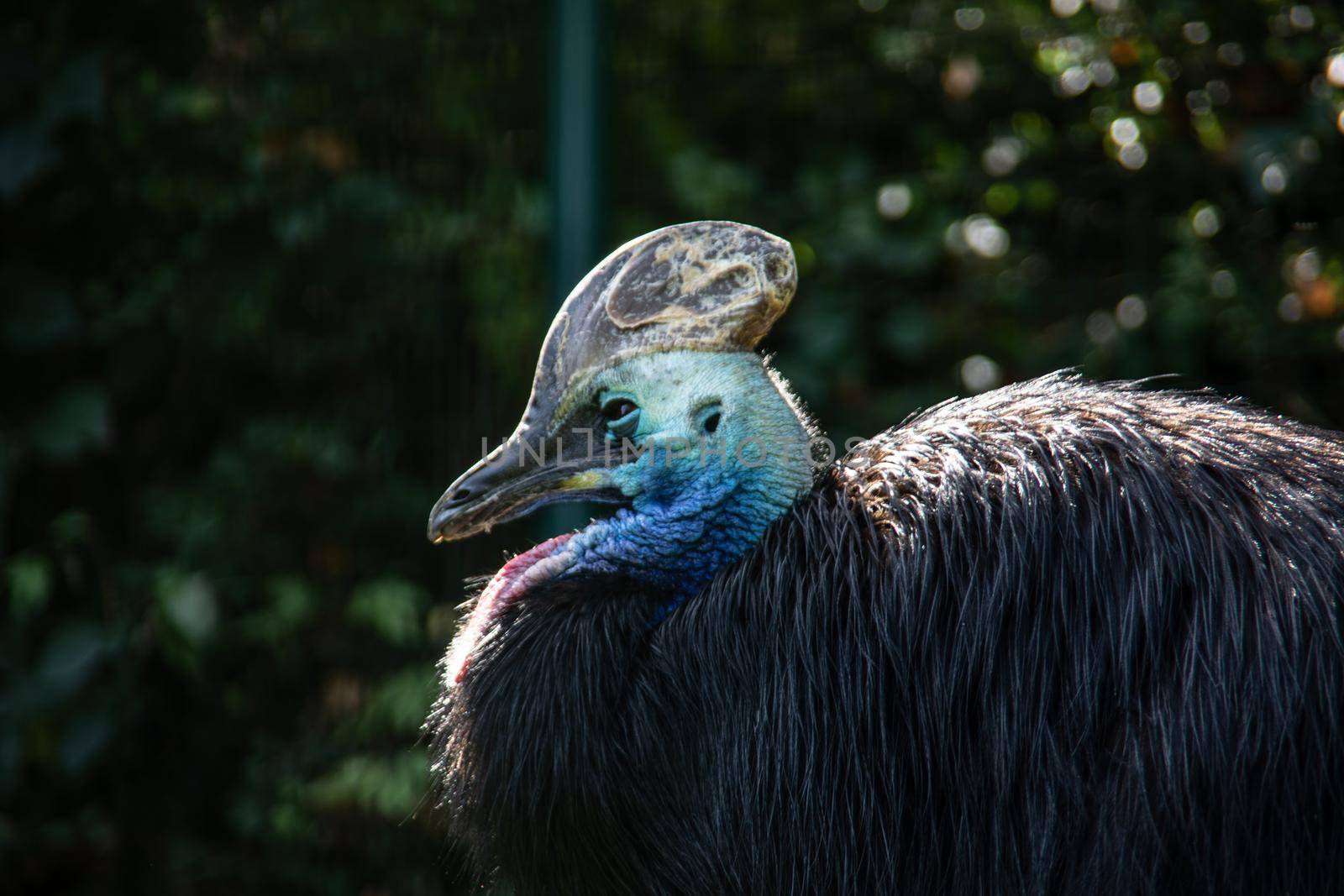 Large cassowary bird in the shade under trees