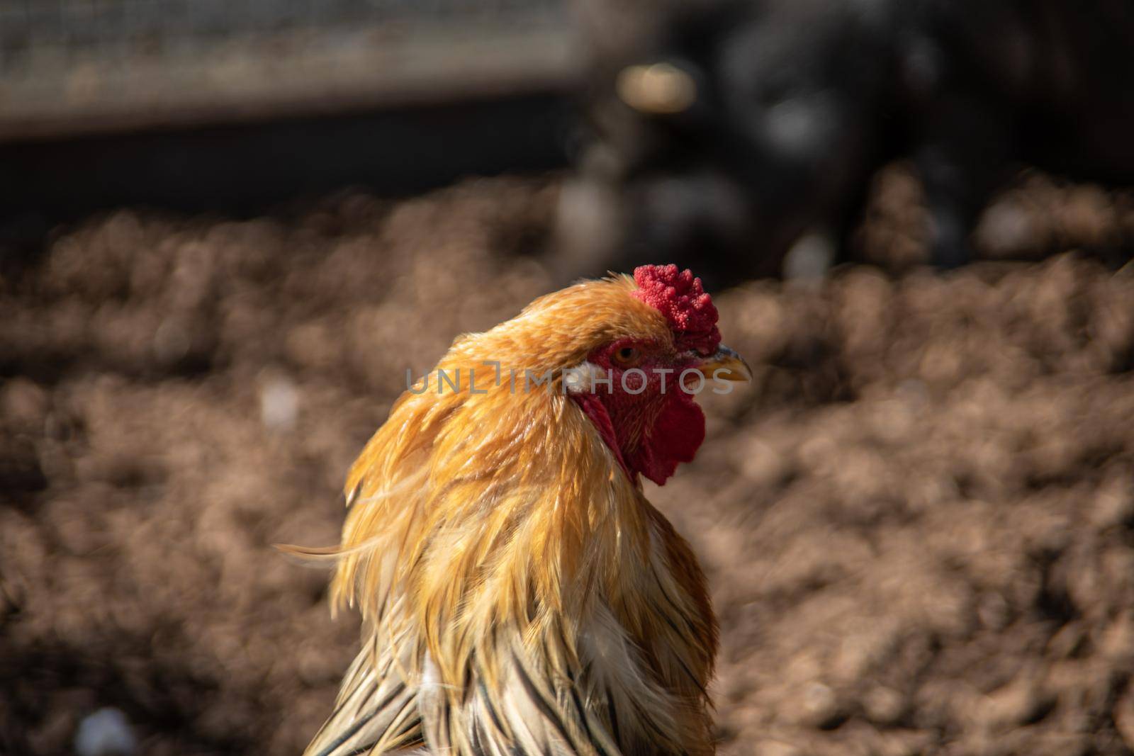Chickens peck by Dr-Lange