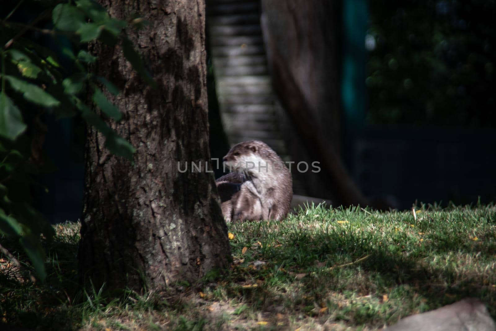 Sea otters scurry around by Dr-Lange