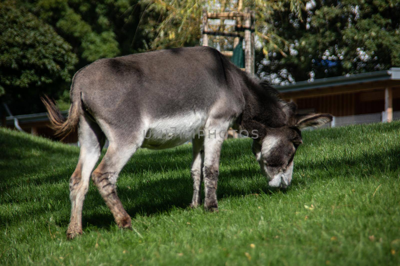 donkeys eating in the pasture