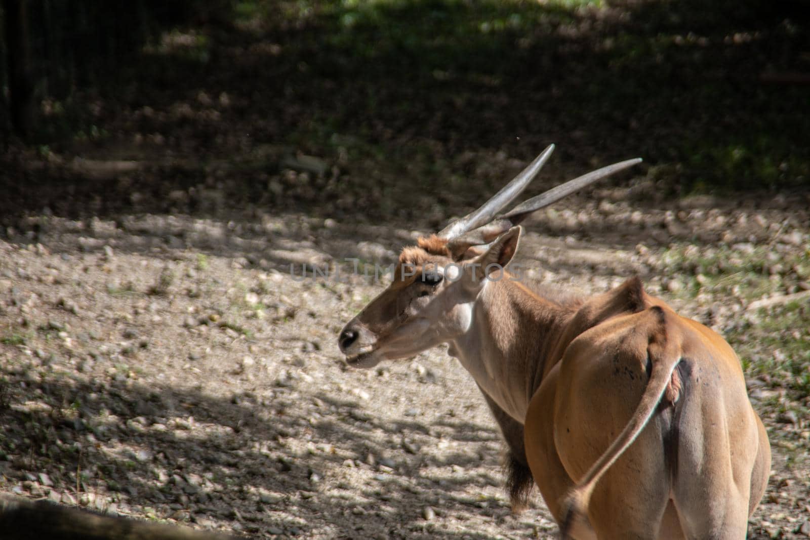 Gourmets with long horns on the pasture