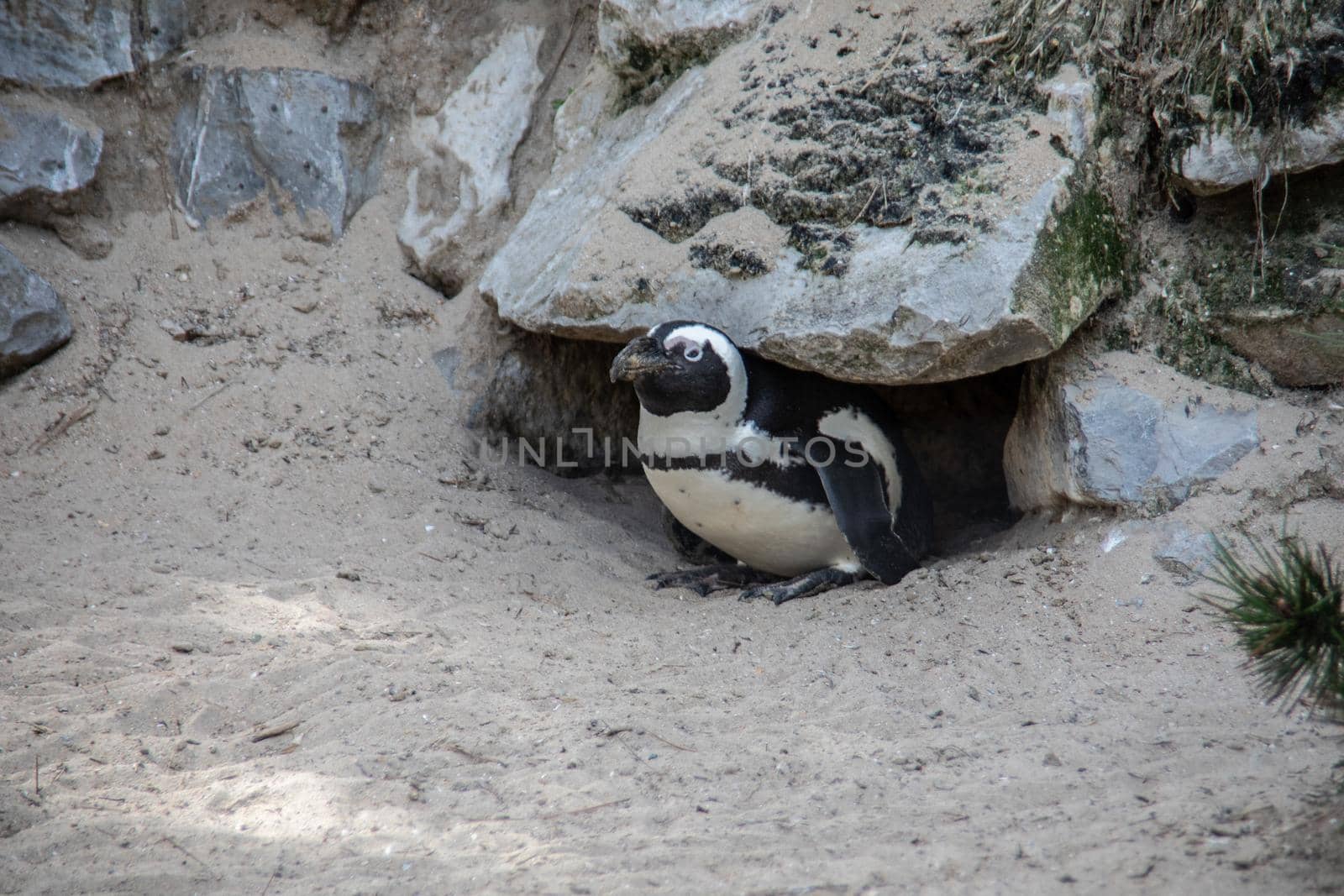 Penguins in a colony in the sand under rocks