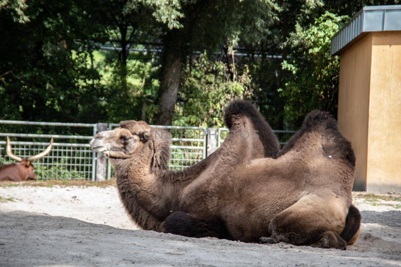 Camel in the pasture while grazing