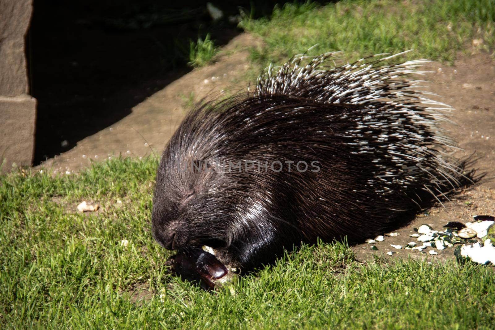 old world porcupines are eating vegetables on meadow