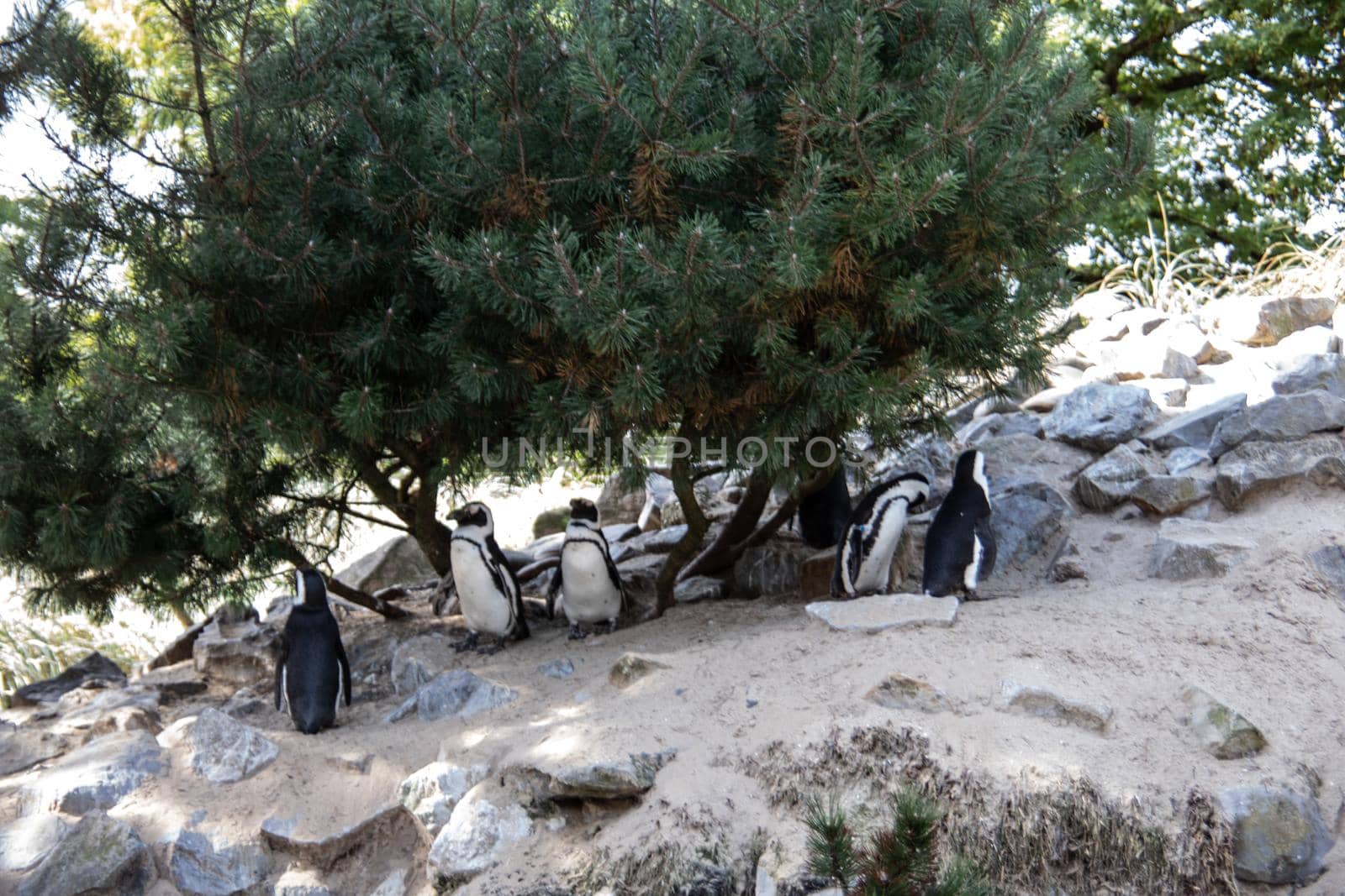 Penguins in a colony by Dr-Lange