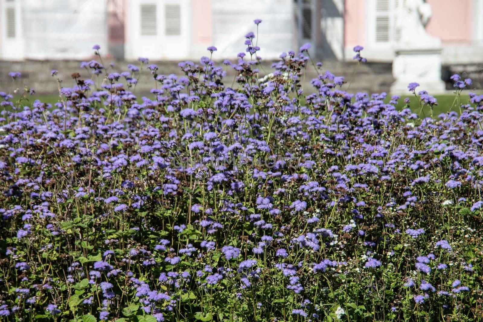 wild colorful flowers by Dr-Lange